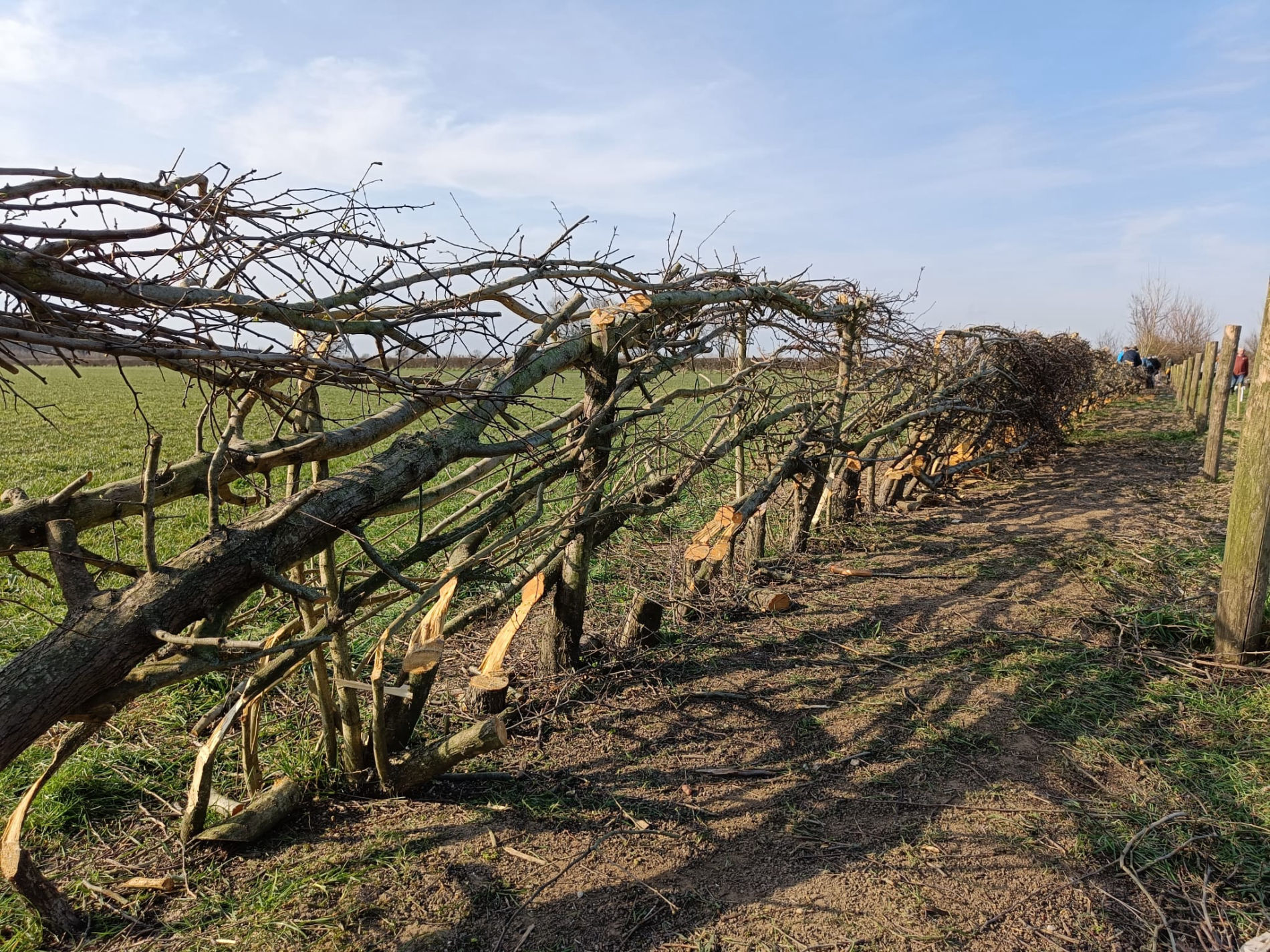 Foto BIODIVERSITATIS